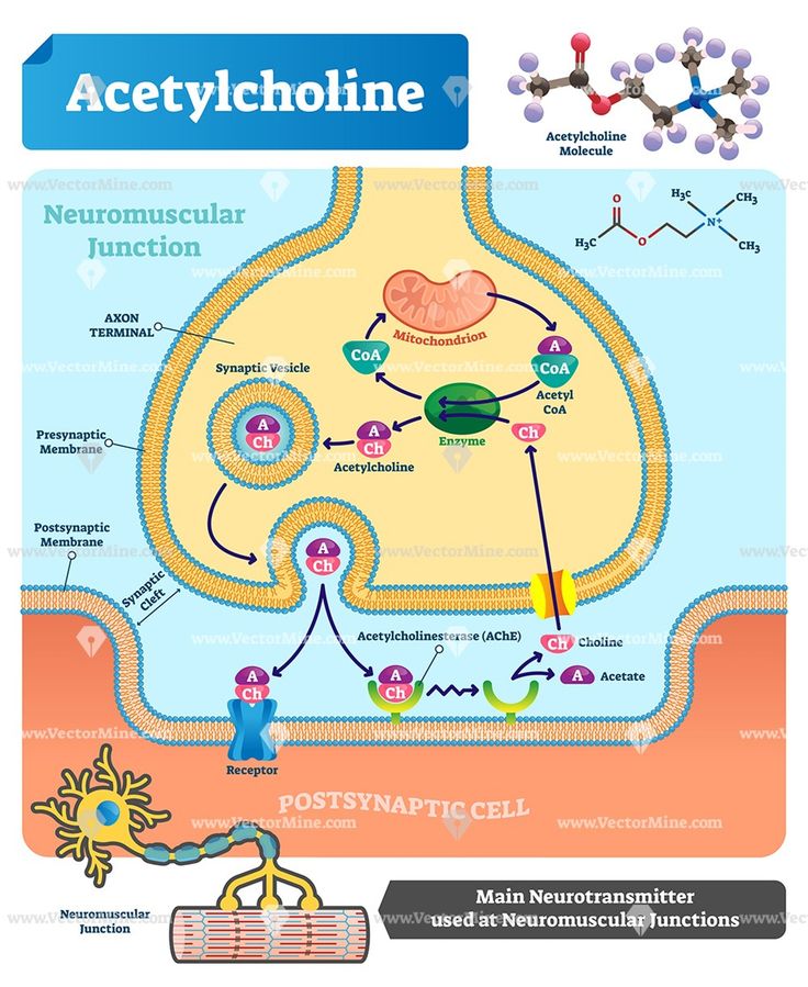 Acetylcholine biological vector illustration infographic diagram ...