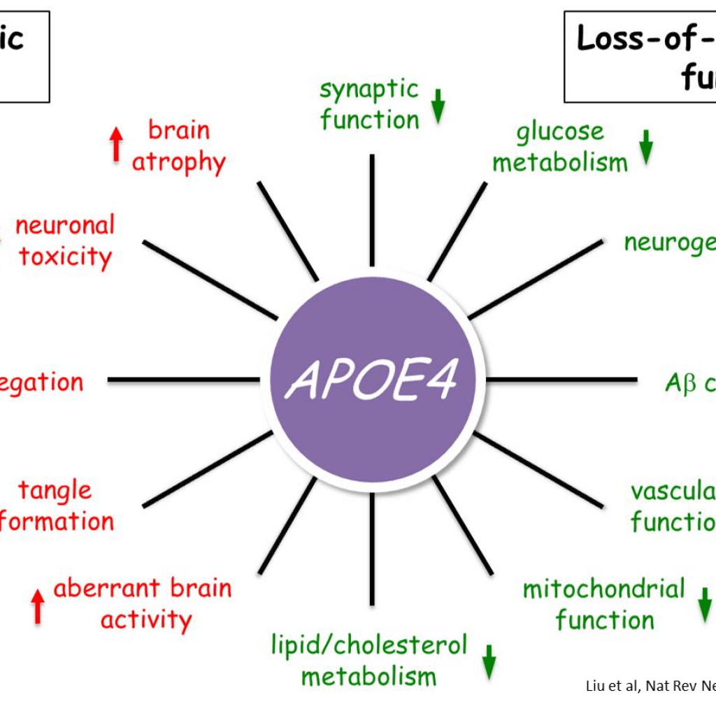 ApoE4 &  Alzheimer