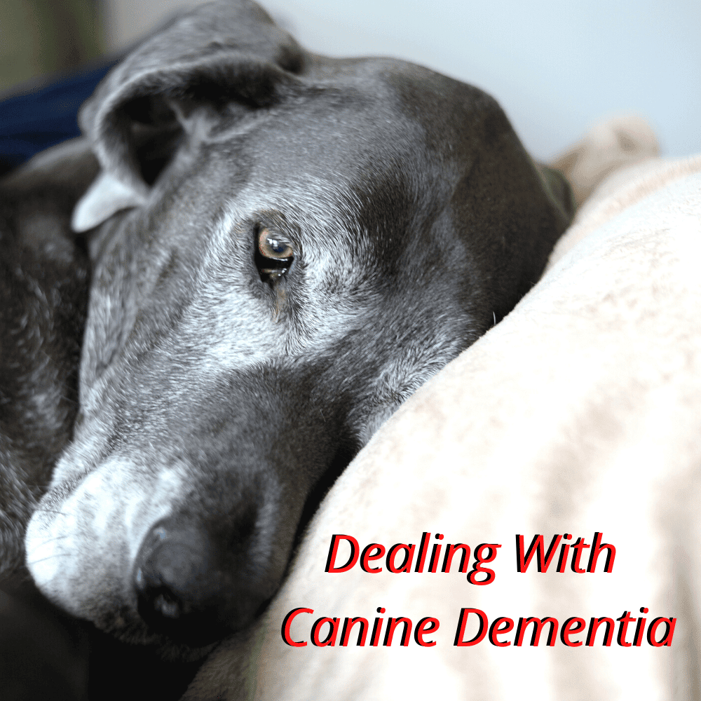Canine Dementia: Signs, Symptoms And What You Can Do  Best Canine Health