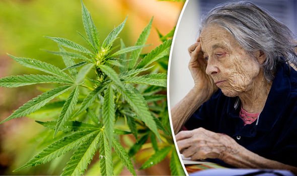 Cannabis to be used to treat Alzheimer