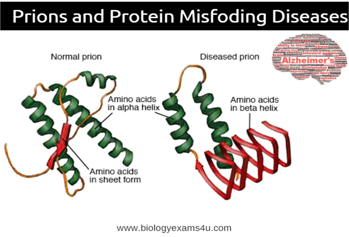 Definition Prions and Protein misfolding Diseases ...