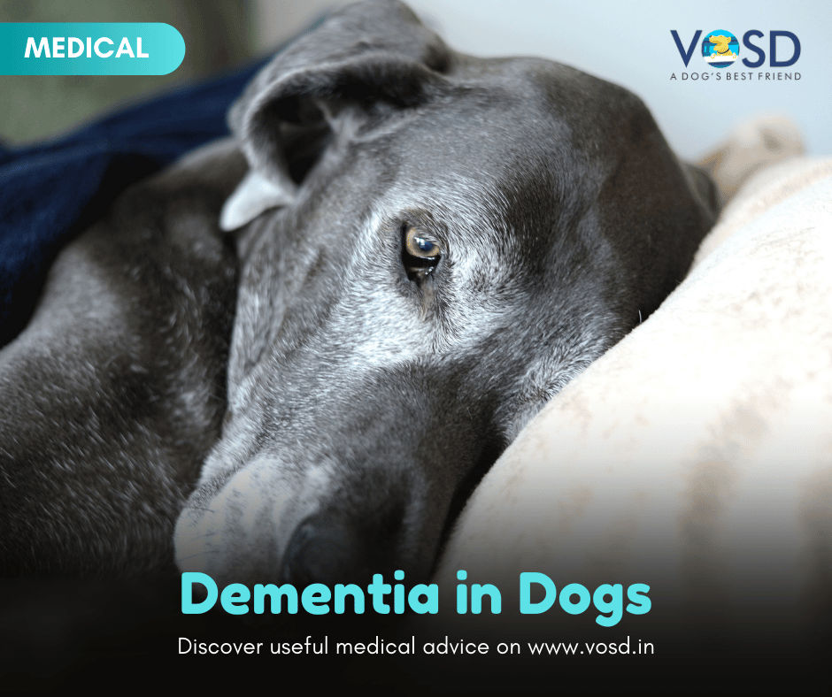 Dementia in Dogs
