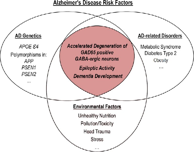 Detrimental and synergistic role of epilepsy  Alzheimers ...