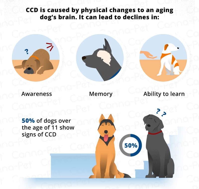Does your senior pup have dog dementia?