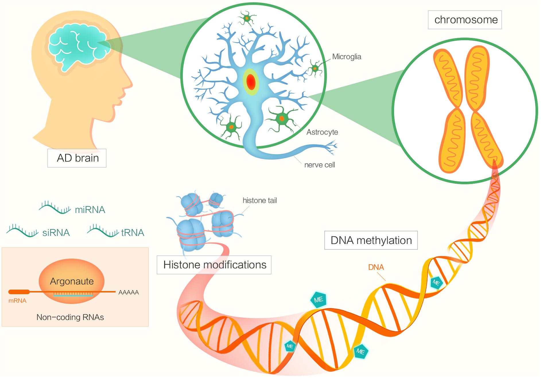 Epigenetic changes in the brain drive late