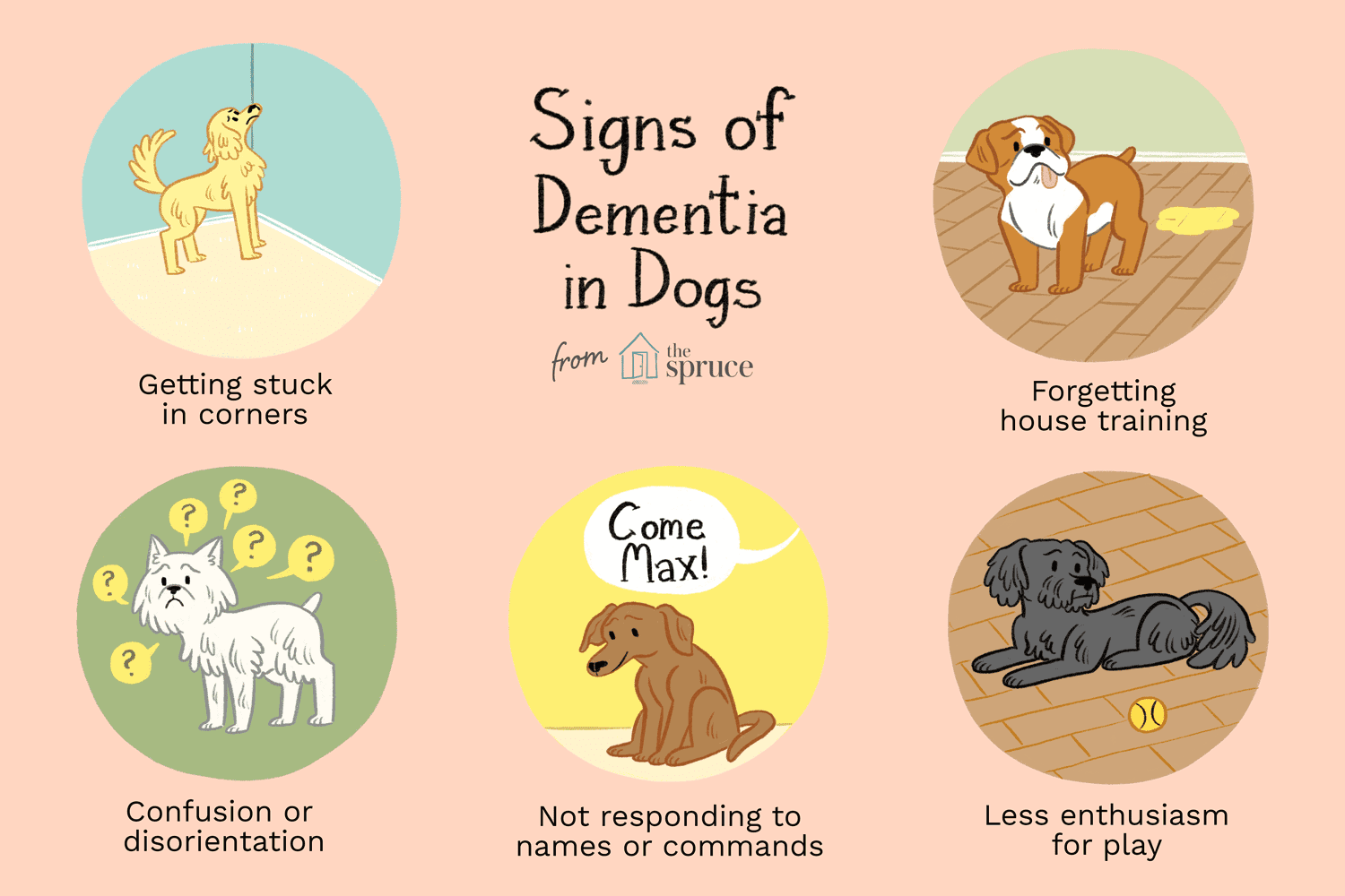 How to Treat Dementia and Senility in Dogs