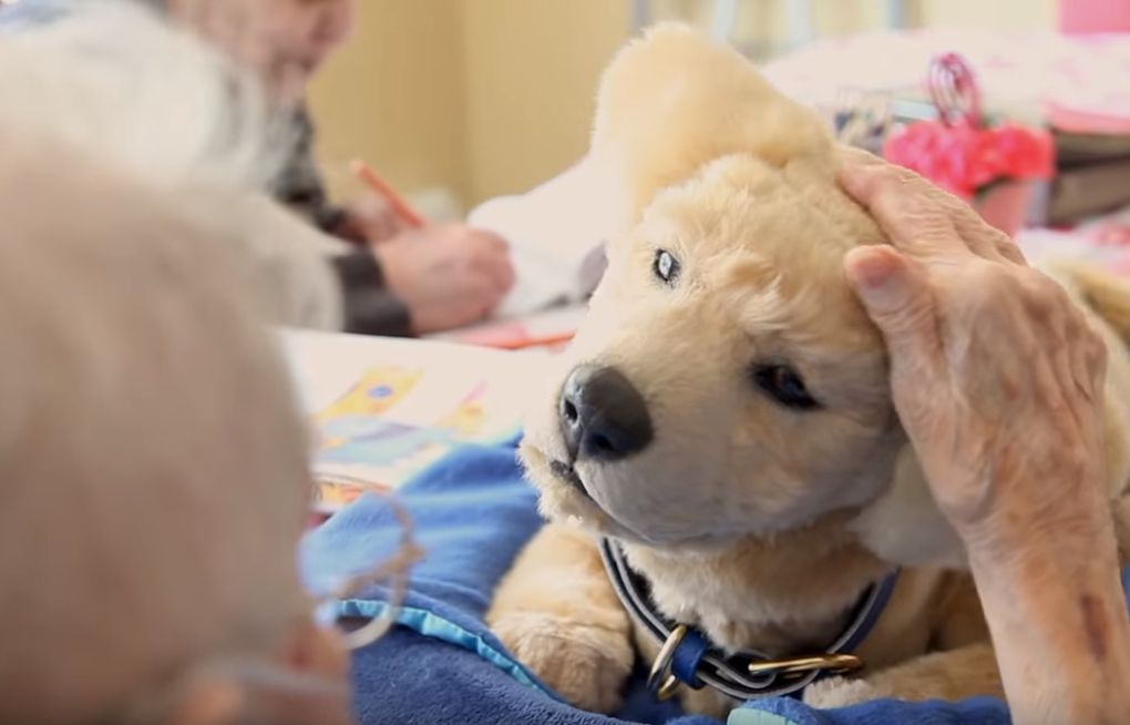 Man Invents Lifelike Robot Dog To Comfort Dementia Patients