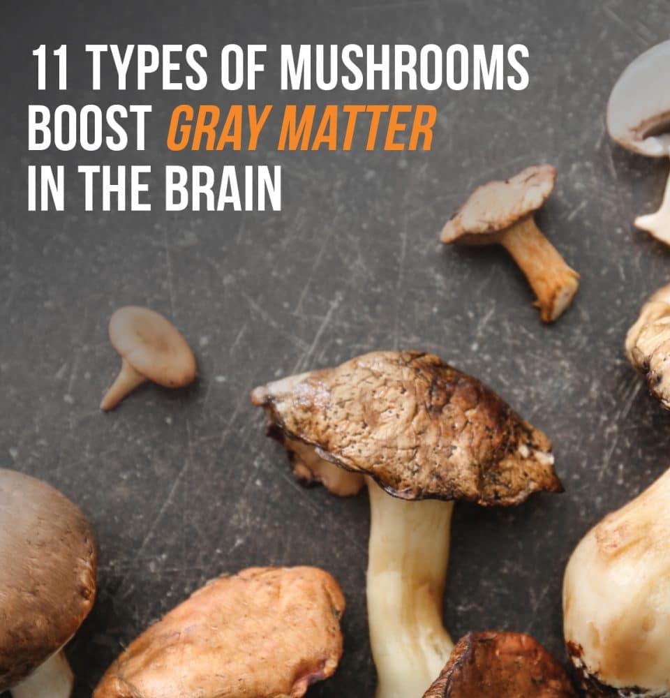 Mushrooms Beneficial To the Brain