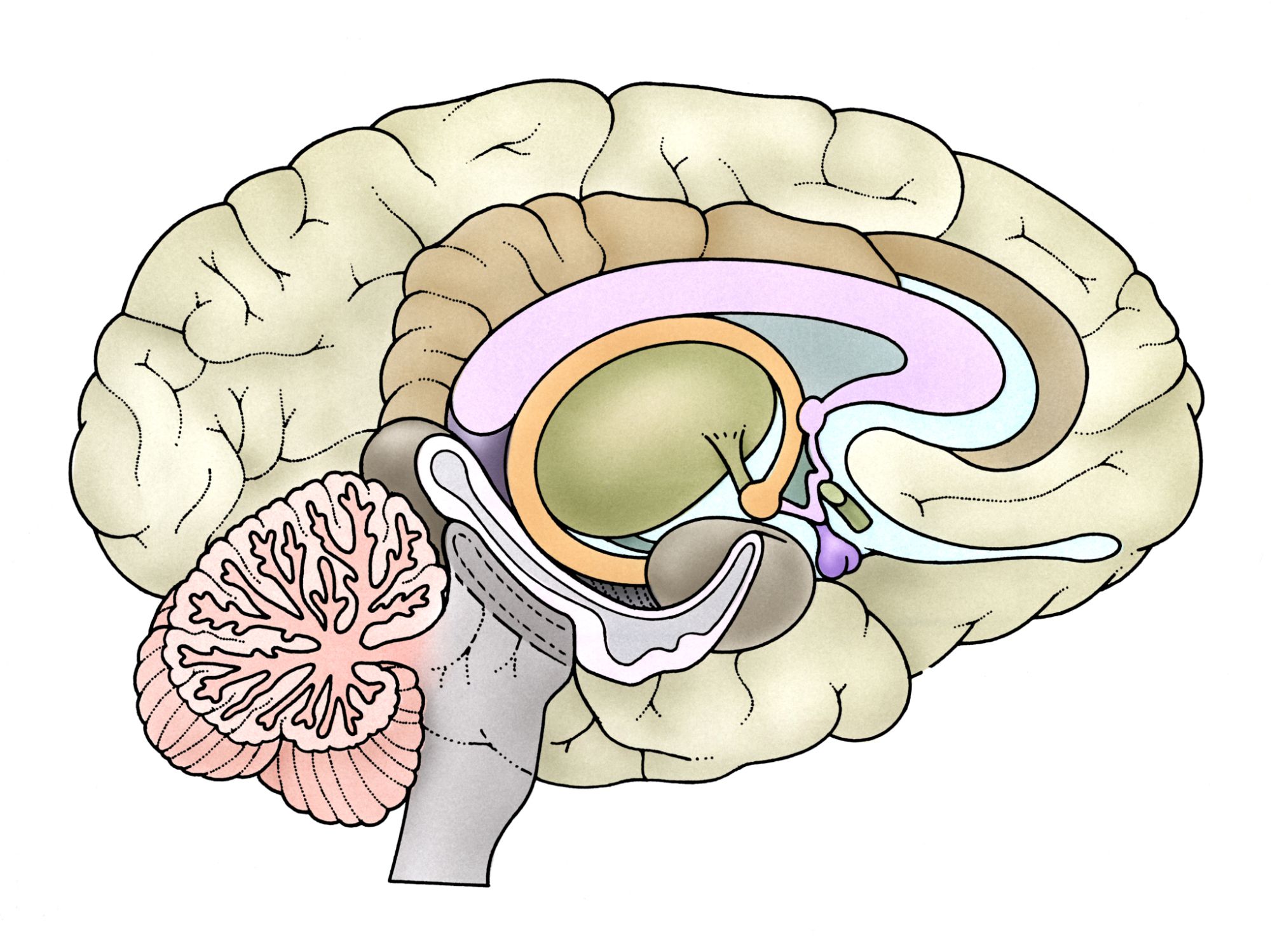 Shrinking Hippocampus and Alzheimer