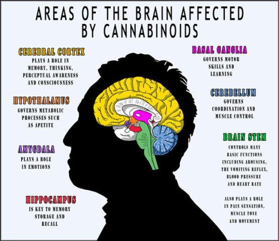 THC In Cannabis Has Potential Therapeutic Effects On ...