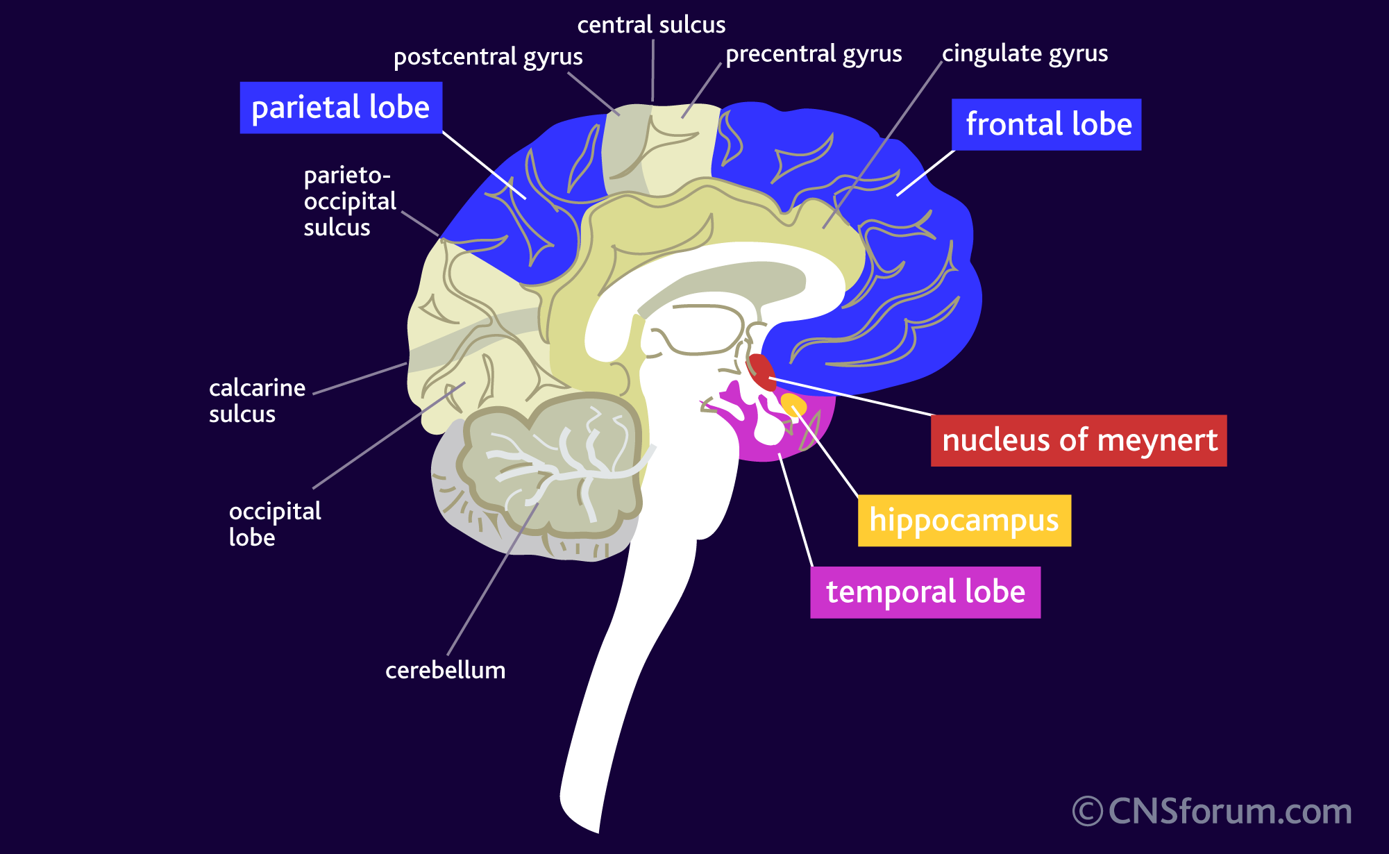 The areas of the brain affected in Alzheimerâs disease ...