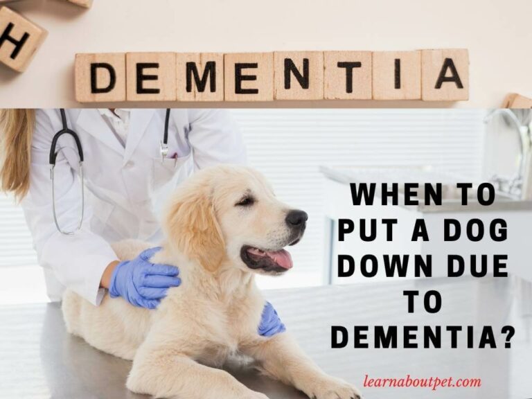 When To Put A Dog Down Due To Dementia? 9 Clear Symptoms